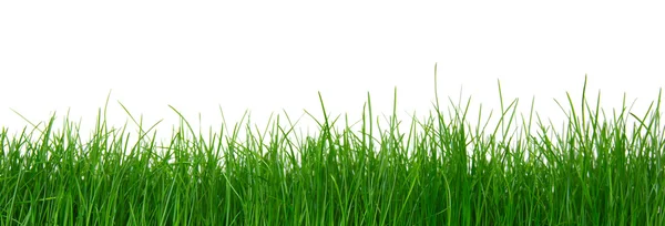 Hierba verde sobre fondo blanco — Foto de Stock