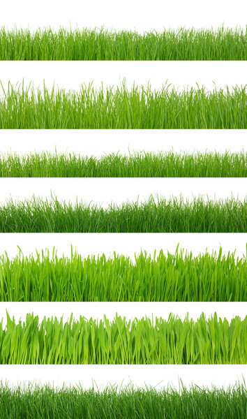 grass on white 