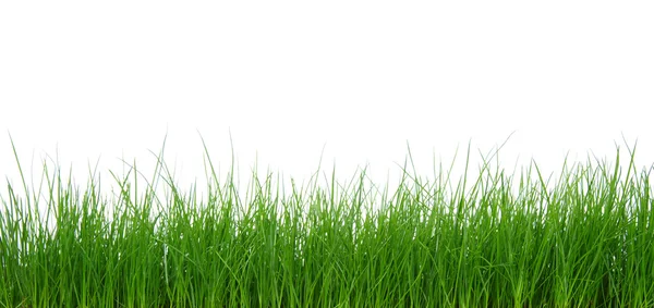 Green grass on white background — Stock Photo, Image