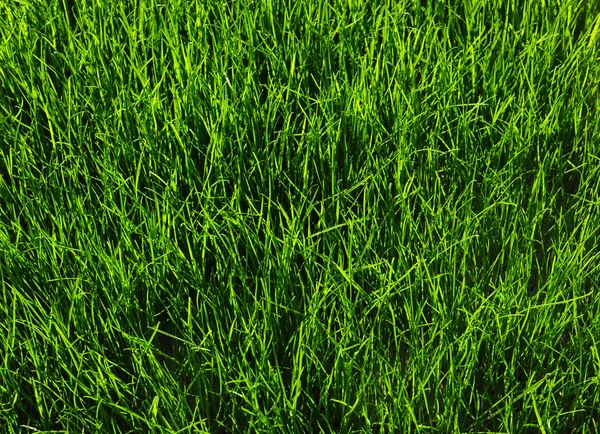 Grass background — Stock Photo, Image