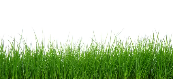Zöld fű fehér háttér — Stock Fotó