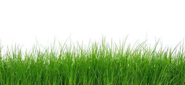 Green grass on white background — Stock Photo, Image