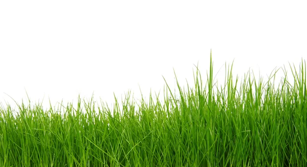 Grönt gräs på vit bakgrund — Stockfoto