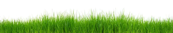 Green grass on white background — Stock Photo, Image