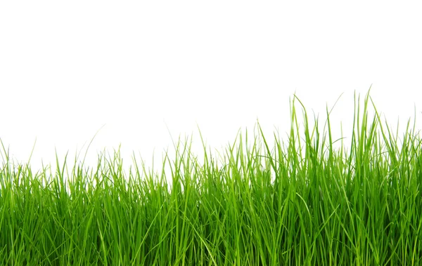 Groen gras op witte achtergrond — Stockfoto