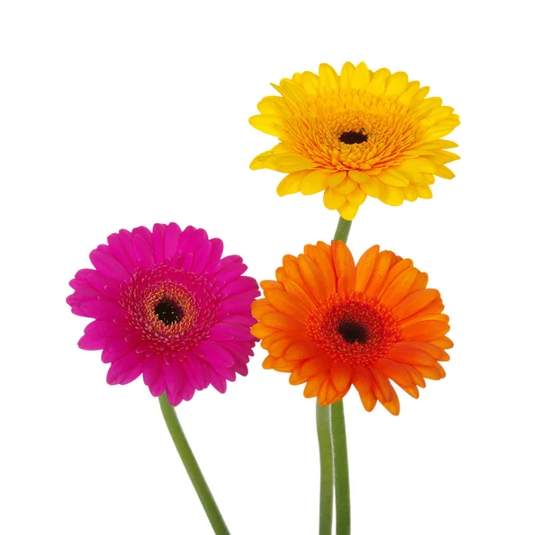 Gerberas —  Fotos de Stock