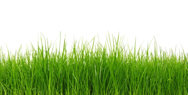 Green grass on white background — Stock Photo, Image