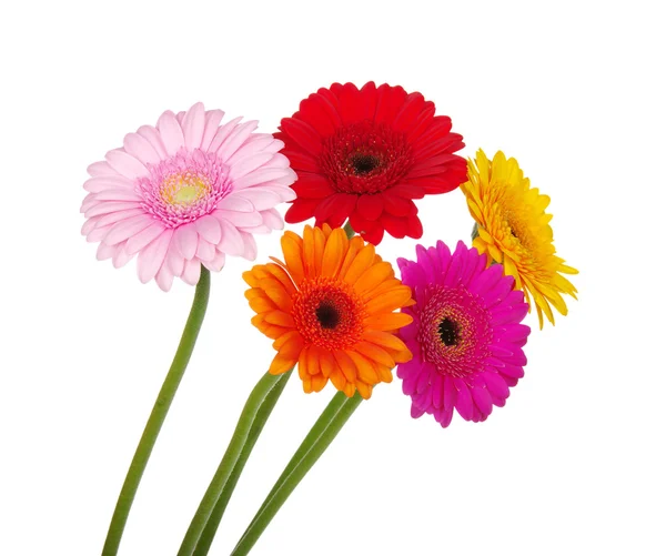 Gerbera — Stock fotografie