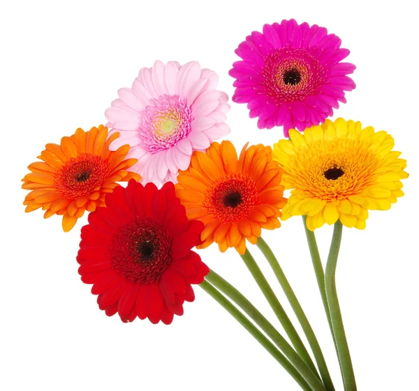 Gerberas —  Fotos de Stock