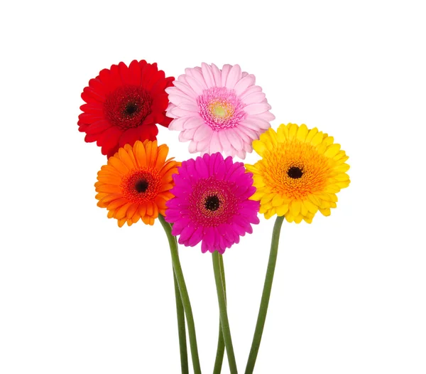 Gerbera — Foto Stock