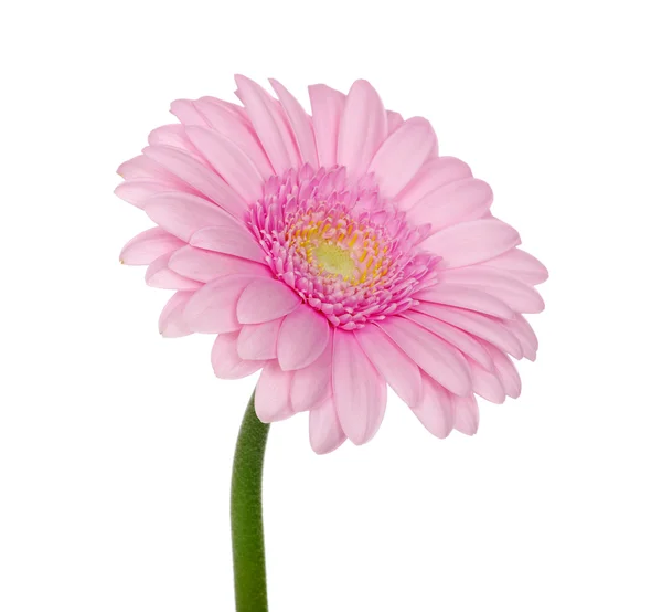 Rózsaszín gerbera — Stock Fotó