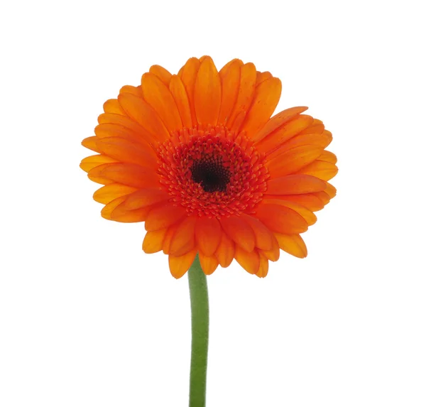 Πορτοκαλί λουλούδι — Φωτογραφία Αρχείου