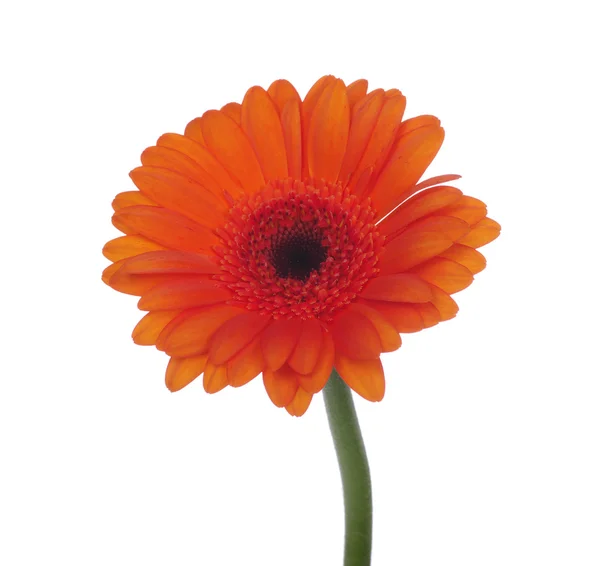 Orange flower — Stock Photo, Image