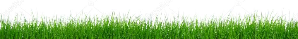 Green grass on white background 