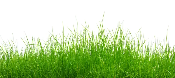 Green grass on white background — Stock Photo, Image