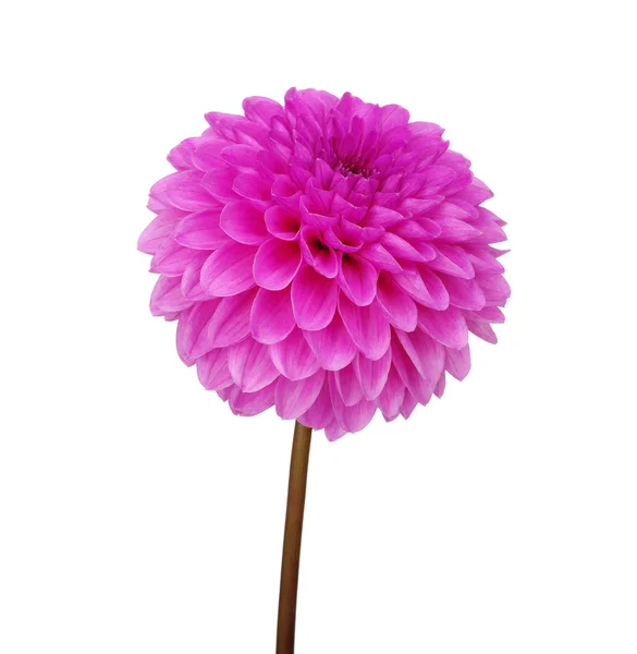 Dahlia flower — Stock Photo, Image