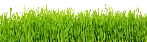 Groen gras op witte achtergrond — Stockfoto