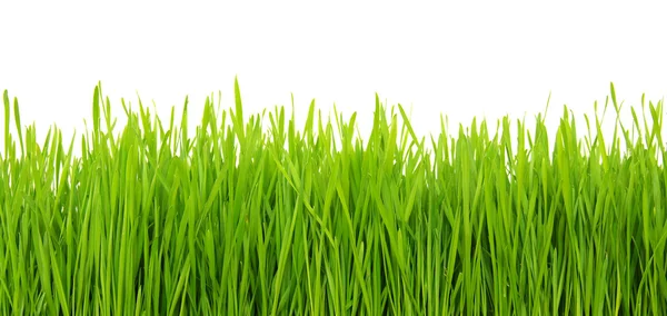 Green grass on white background — Stock Photo, Image