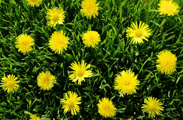 Yellow dandelion — Stock Photo, Image