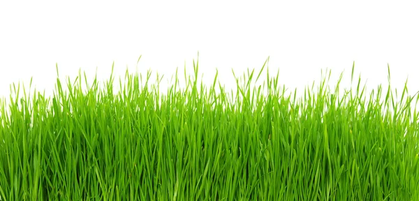 Grønt gress på hvit bakgrunn – stockfoto