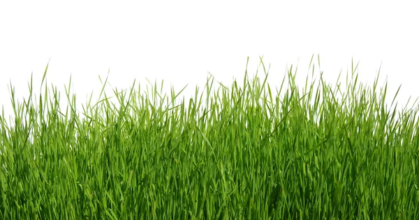 白底绿草 — 图库照片