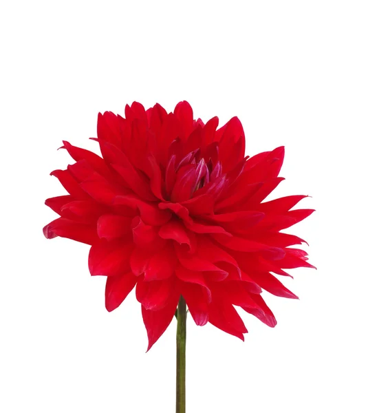 Flower — Stock Photo, Image