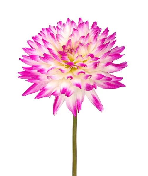 Blume — Stockfoto