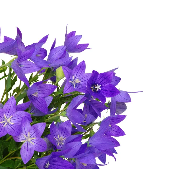 Bellflower — Stockfoto