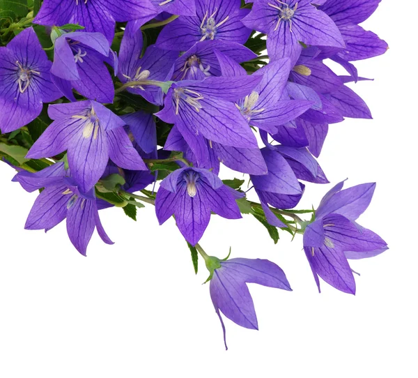 Bellflower — Stockfoto