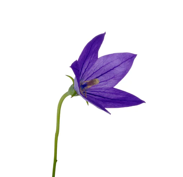 Bellflower — Stockfoto