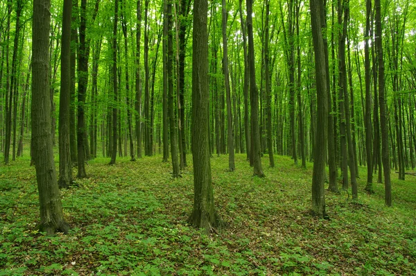 Foresta in primavera — Foto Stock