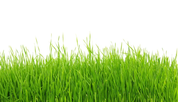 白い背景の緑の草 — ストック写真