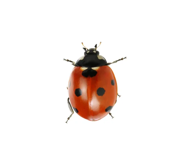 Coccinelle — Photo