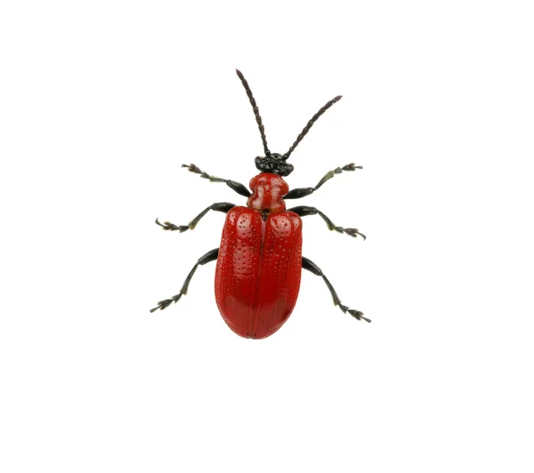 赤いカブトムシ — ストック写真