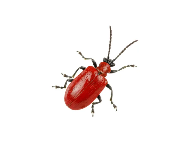 Kırmızı beetle — Stok fotoğraf