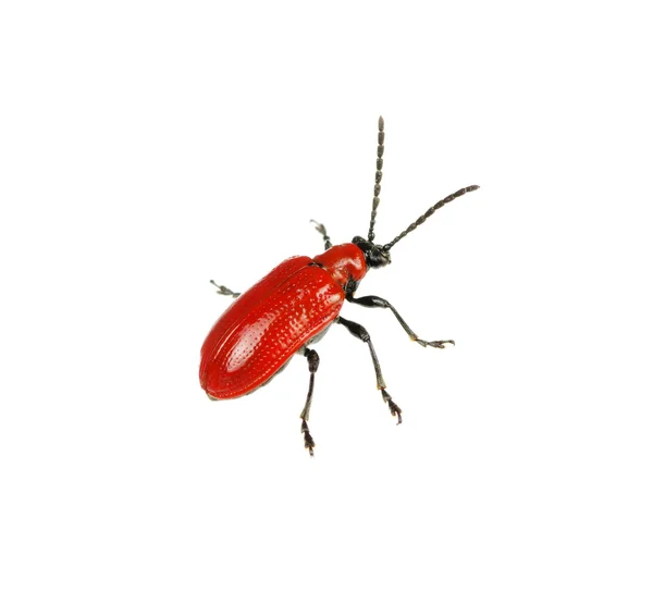 Czerwony chrząszcz — Zdjęcie stockowe