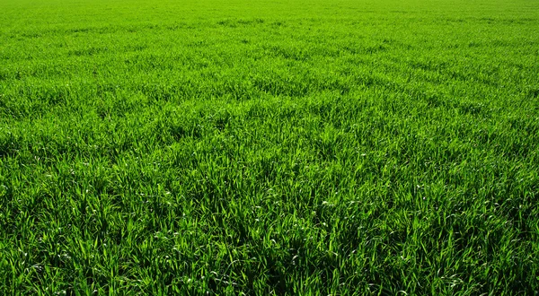 Groen gras — Stockfoto