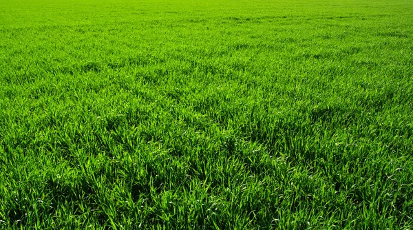 Groen gras — Stockfoto