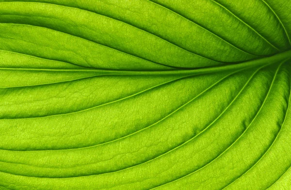 Leaf texture — Stock Photo, Image