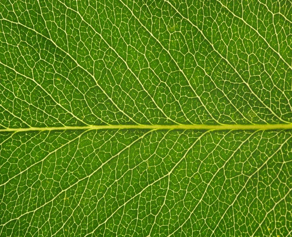 Textura de la hoja —  Fotos de Stock