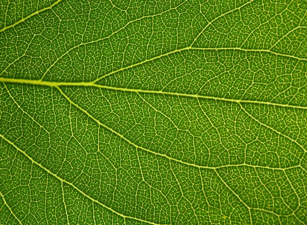 Textura de la hoja —  Fotos de Stock