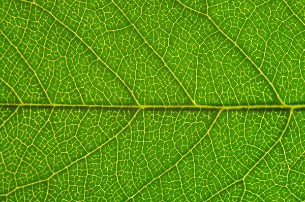 Leaf texture — Stock Photo, Image