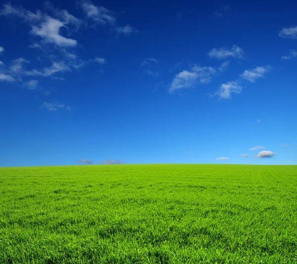 Campo — Fotografia de Stock