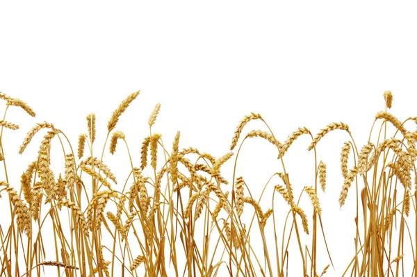 Wheat — Stock Photo, Image