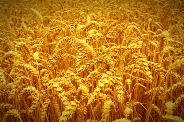 Field of wheat — Stock Photo, Image