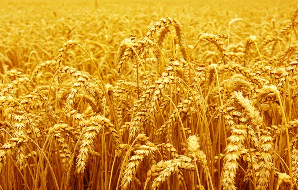 Field of wheat — Stock Photo, Image