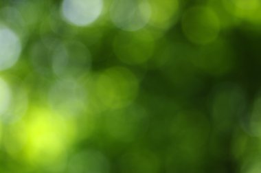 Yeşil bokeh 