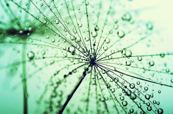 Dandelion seeds — Stock Photo, Image