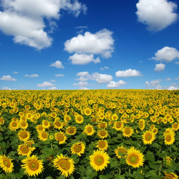 Campo girasoli — Foto Stock