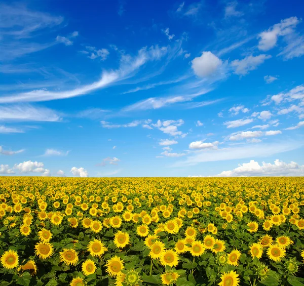 Sonnenblumenfeld — Stockfoto